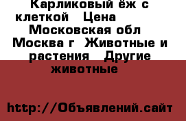 Карликовый ёж с клеткой › Цена ­ 3 000 - Московская обл., Москва г. Животные и растения » Другие животные   